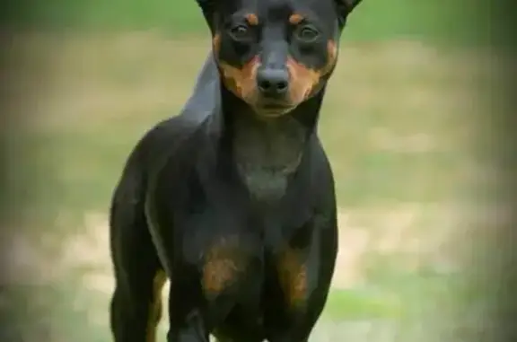 Lost Miniature Pinscher: Rose in Matraville