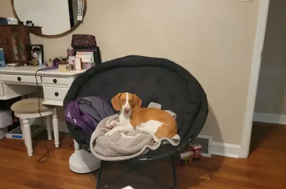 Missing Beagle: Tan & White, Black Harness