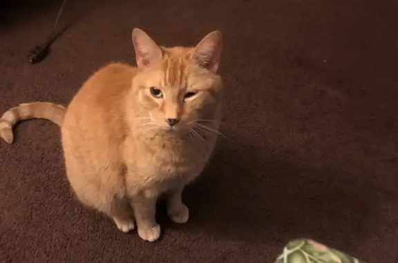 Missing: 16-Year-Old Orange Cat, New Castle