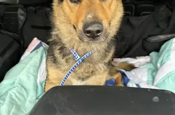 Found: Friendly Female Mini Shepherd Mix