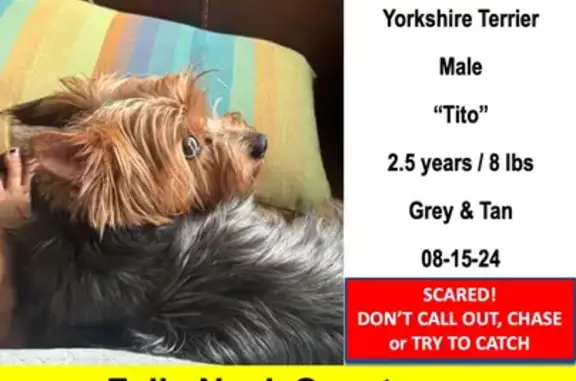 Lost Yorkie: Tito in Edgartown, MA