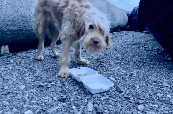 Friendly Blonde Dog Found in Desire Area, NOLA