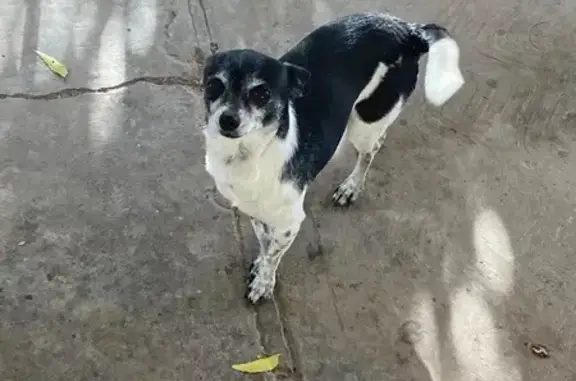 ¡Perro Chihuahua Perdido! Urge Medicación