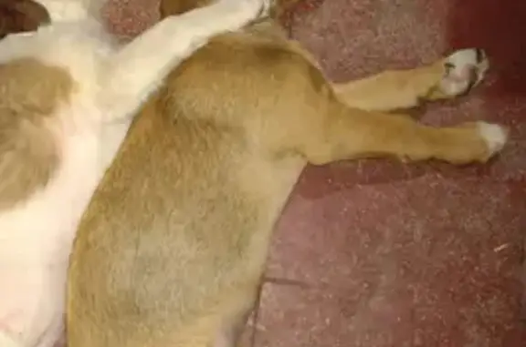 Perro Chihuahua Perdido en La Paz - Ayuda