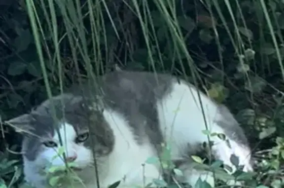 Found: Chubby Gray & White Cat in Atlanta