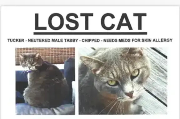 Lost Grey Tabby Cat, Male, Age 10+, South 229