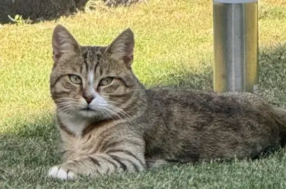 Jeune chat trouvé Rue de Létanduère, Angers - photo