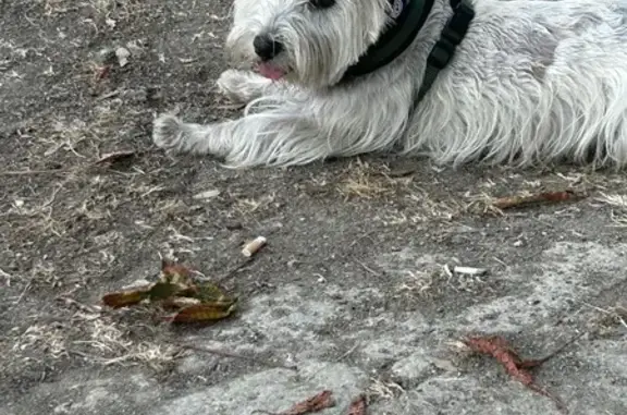 Chien perdu: GIO, Westie blanc, Croze, Savasse - photo