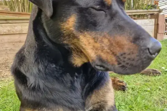 Chien perdu , photo : Chien Beauceron noir perdu à Azerat