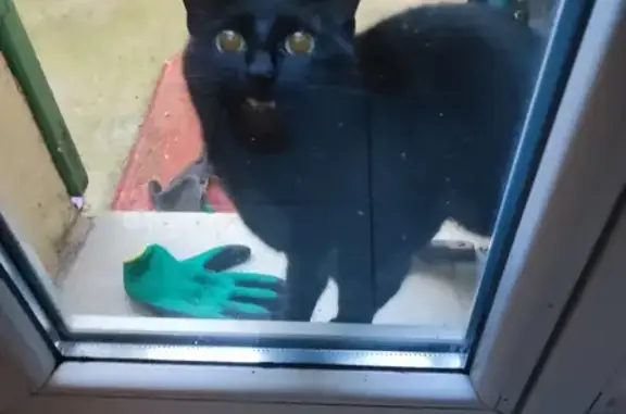 Chat noir trouvé sur terrasse à Nice - photo
