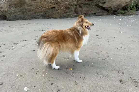 Chien perdu , photo : Chienne berger des Shetlands perdue à Grosseto