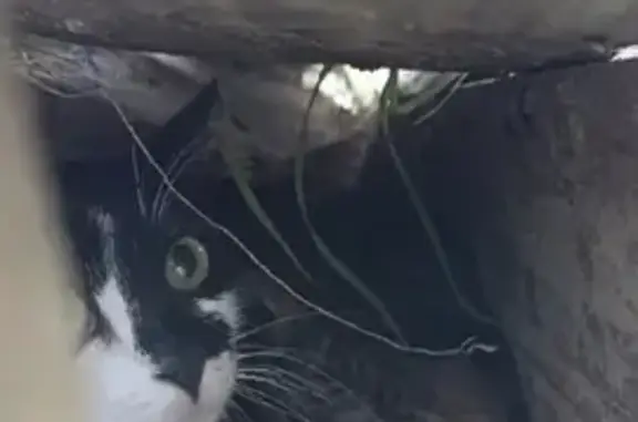 Chatte et ses 6 petits trouvés à Chatuzange - photo