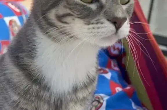 Missing Grey & White Cat - Tracy, CA