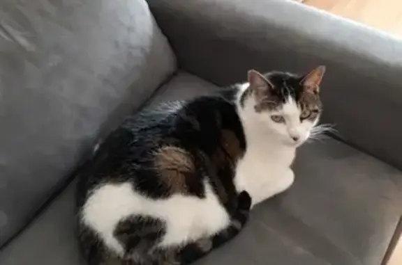 Chat perdu, Gerstheim, photo: Chat perdu, Européen blanc-tigré, Gerstheim