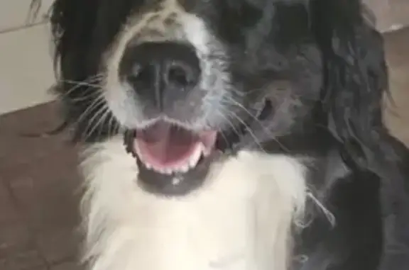Chien perdu Malemort-sur-Corrèze, photo : Chien disparu Kira, noir/blanc, route des Loriots