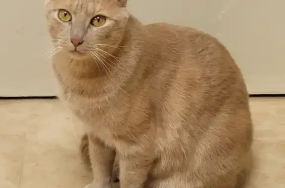 Chat perdu, Noyers-sur-Cher, photo: Chat perdu : Berlioz, fauve, craintif, Rue des Vignes
