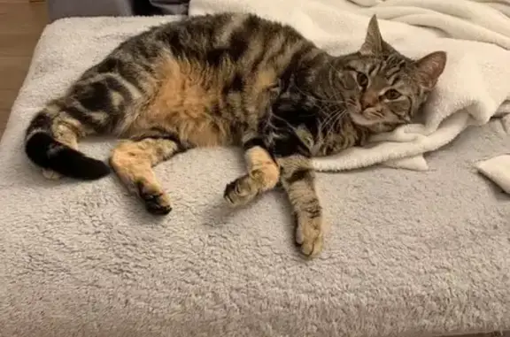 Animaux perdus Issy-les-Moulineaux, photo: Chat tigré Rio perdu à Issy-les-Moulineaux