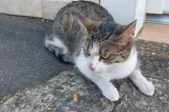 Animaux trouvés Bondy, photo: Chat trouvé à Bondy, rue Edouard Vaillant