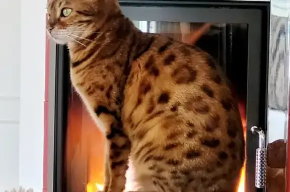 Animaux perdus Mignaloux-Beauvoir, photo: Chat bengal femelle disparue à Mignaloux-Beauvoir