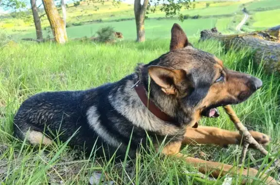 Perro Perdido: Pastor Alemán en Cardeñadijo