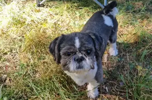 Animaux perdus , photo: Shi Tzu noir et blanc perdu à Cazaubon