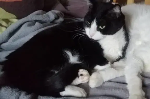 Animaux perdus , photo: Chat mâle noir et blanc perdu à Fresnay