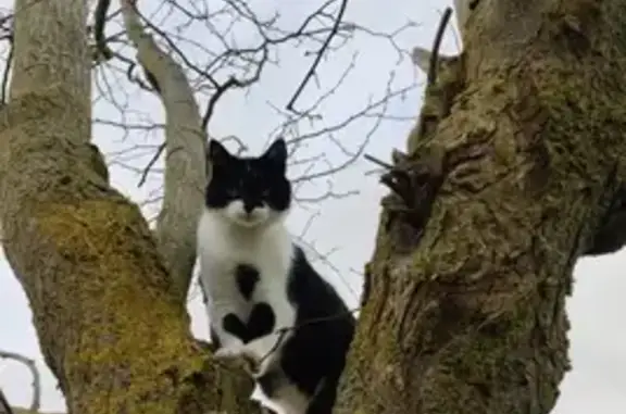 Chat perdu, Breuillet, photo: Chat européen noir et blanc disparu à Breuillet