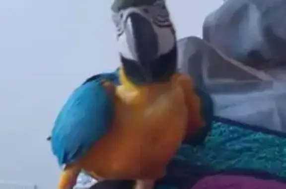 Lost Blue & Gold Macaw in Greater Dandenong