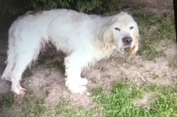 Chien perdu Belle-Isle-en-Terre, photo : Chien perdu: Setter anglais 13 ans, maigre