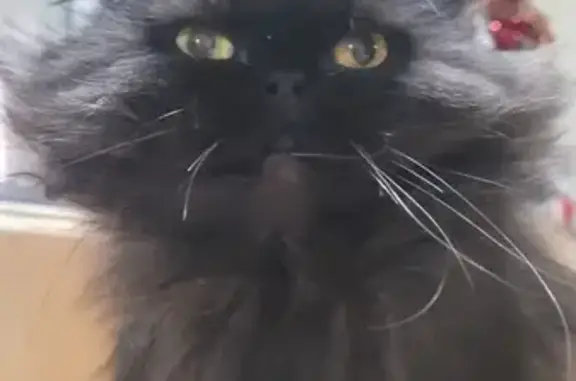 Chatte persan Sushie perdue à Thairé - photo