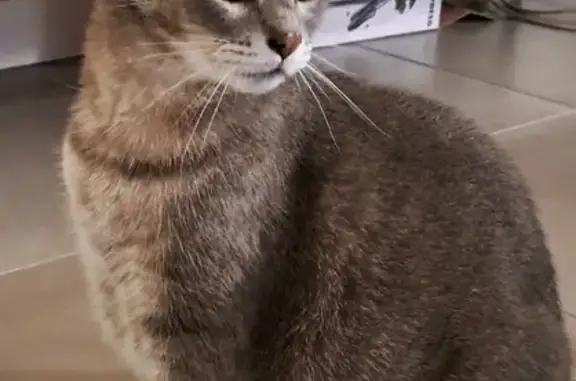 Animaux perdus , photo: Chat perdu, tombé du balcon le 15/08