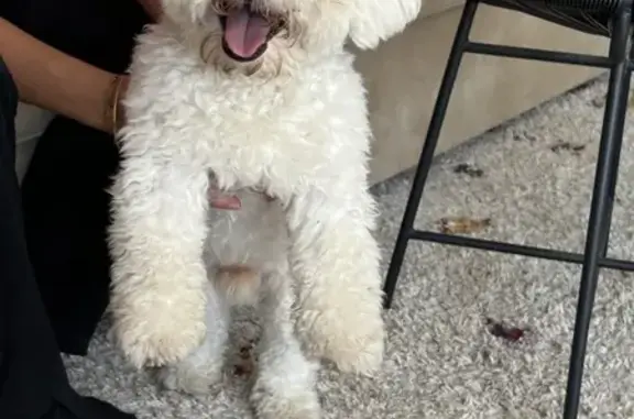 Bichon frisé blanc trouvé à Francheville - photo