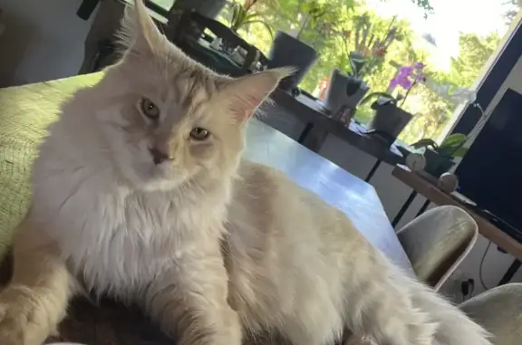 Chat perdu, Castres, photo: Chat perdu Maine Coon, secteur Castres/Albi
