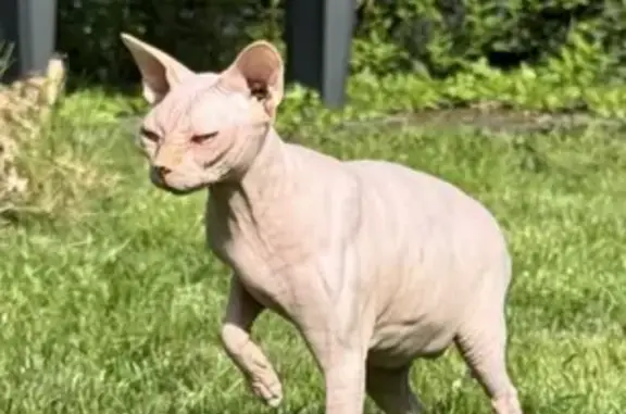 Chat SPHYNX stérilisé perdu, Le Mesnil-en-Thelle - photo