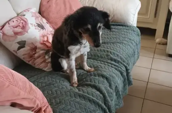 Chien trouvé devant la boulangerie Ange à Mulsanne - photo