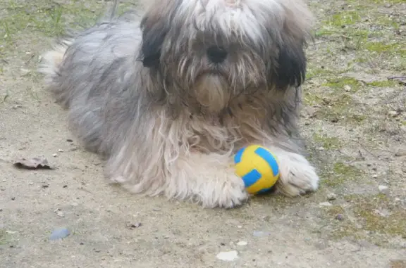 Chien Shih Tzu clair perdu à St-Paulet-de-Caisson - photo
