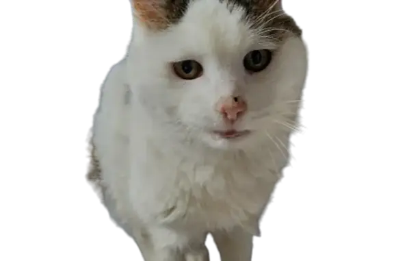 Animaux perdus Le Tholy, photo: Chat perdu à l'Étang du Noirrupt, Le Tholy