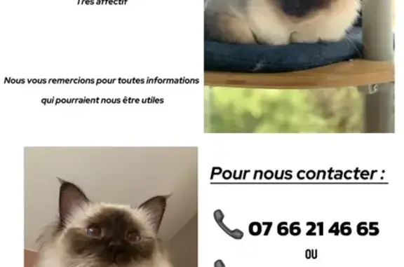 Chat perdu, Raedersheim, photo: Chat sacré de Birmanie perdu à Raedersheim
