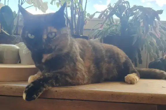 Chatte écaille disparue, queue cassée, Espaly - photo