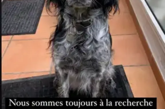 Chien Épagneul Perdu à Puget-sur-Argens - photo