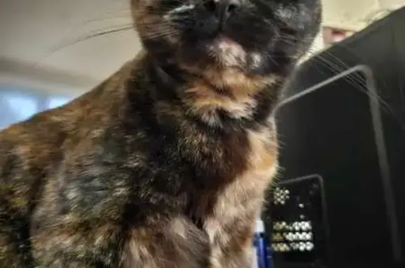 Missing Tortie Cat: Orange Nose, William St.