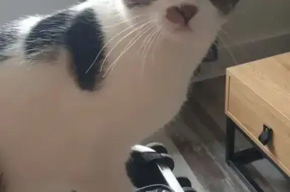 Chat perdu, , photo: Chat européen disparu à Montbizot