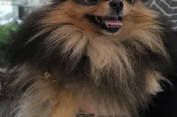 Petite chienne type spitz trouvée à Pieusse - photo