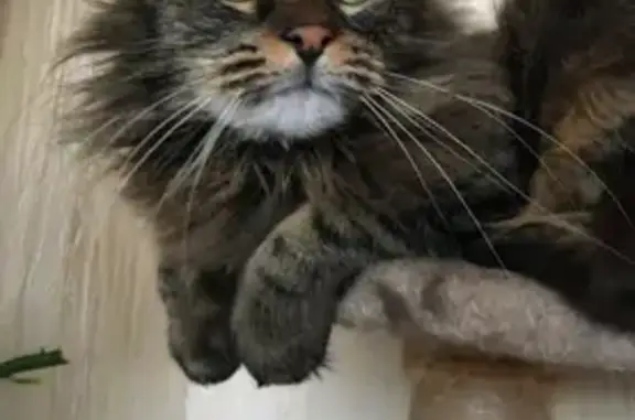 Chat mâle 9 ans disparu à Gérardmer - photo