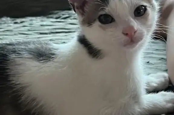 Chat perdu, Saint-Martin-Boulogne, photo: Chaton gris et blanc perdu à Saint-Martin