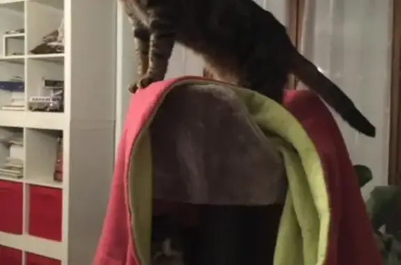 Animaux perdus Einville-au-Jard, photo: Chat tigré disparu à Einville-au-Jard