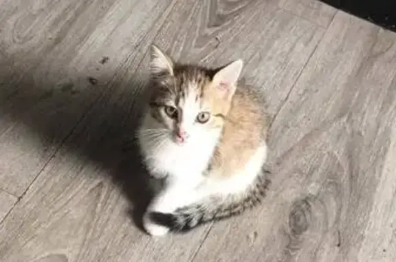 Chat perdu, Sarralbe, photo: Chaton tigré perdu à Sarralbe, Quai de l'Albe