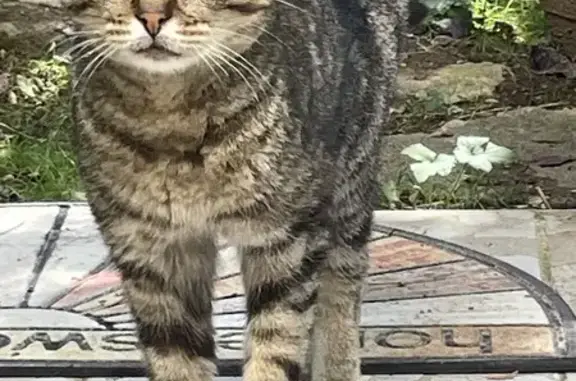 Chat européen trouvé, femelle gentille, Nancy - photo