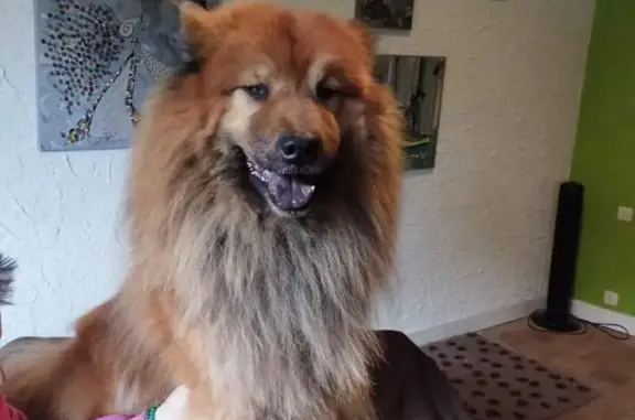 Chien perdu Le Mans, photo : Chien perdu: Eurasier fauve, 7 ans, Le Mans