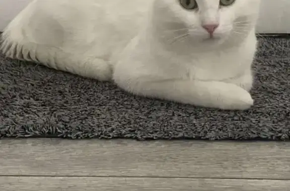 Missing Male Cat: White with Grey Stripe